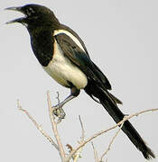 Eurasian Magpie