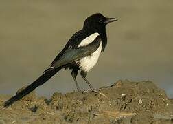 Eurasian Magpie