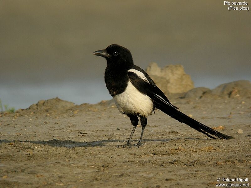 Eurasian Magpie