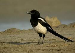 Eurasian Magpie