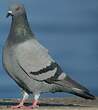 Pigeon biset