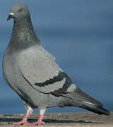 Pigeon biset