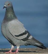 Pigeon biset