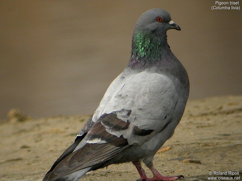 Pigeon biset