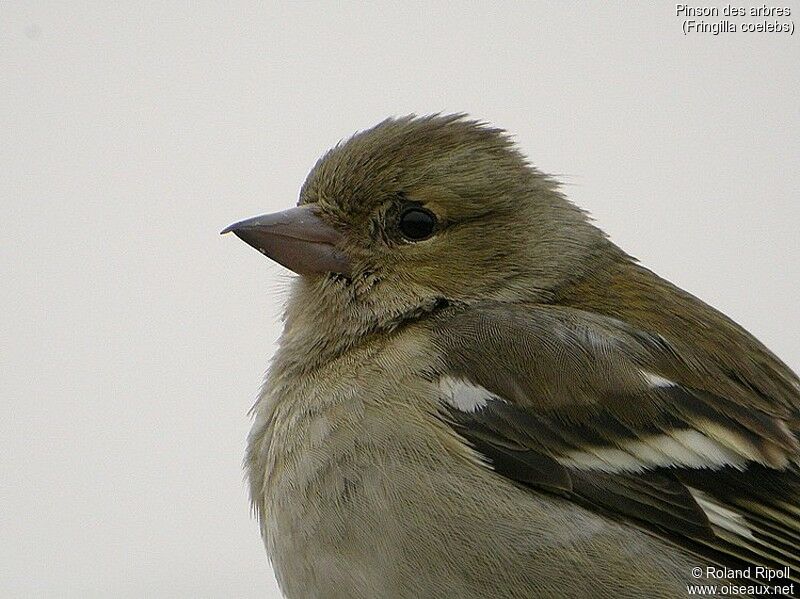 Eurasian Chaffinch