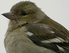 Eurasian Chaffinch