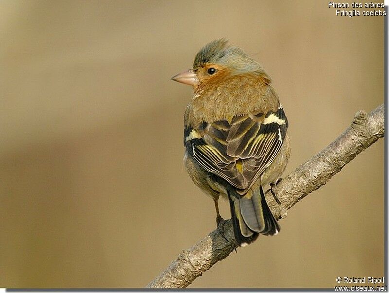 Common Chaffinch male adult post breeding