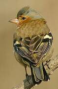 Eurasian Chaffinch