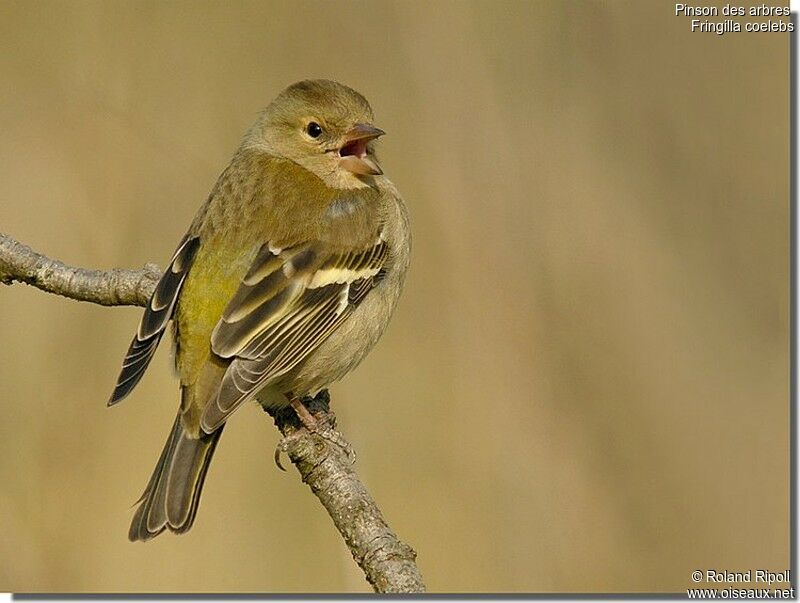 Common Chaffinch female adult post breeding