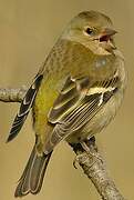 Eurasian Chaffinch