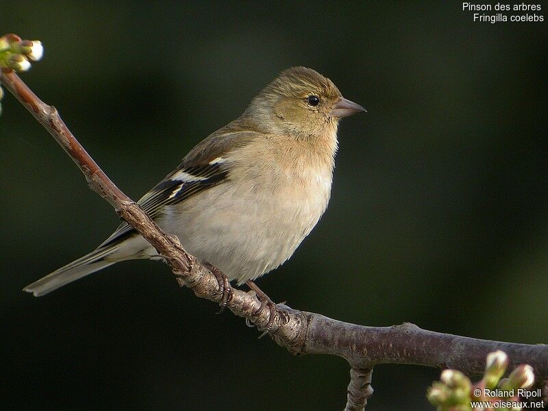 Eurasian Chaffinch female adult