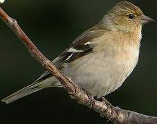 Common Chaffinch