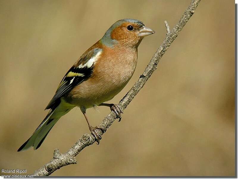 Eurasian Chaffinch male adult post breeding, identification