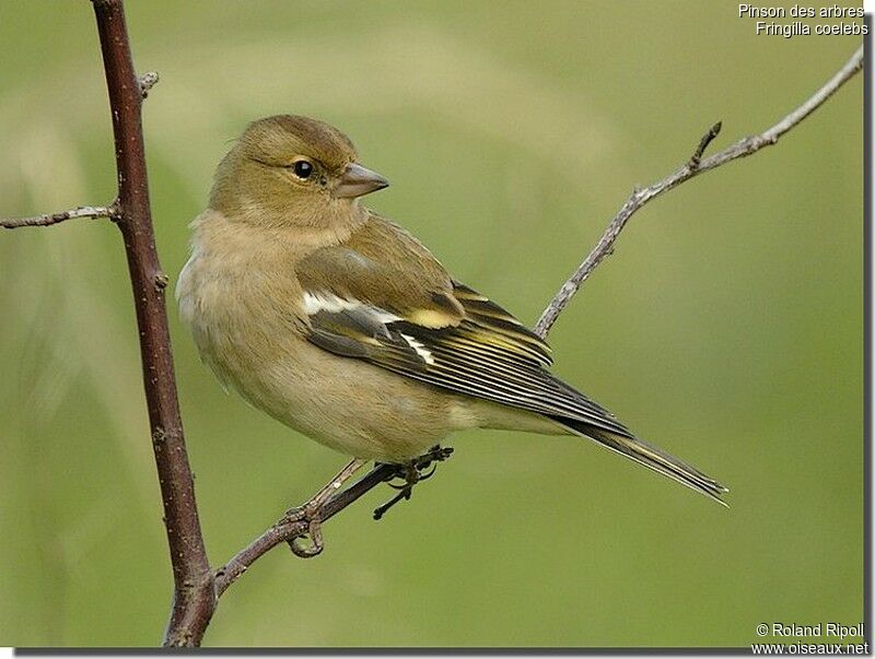 Common Chaffinch female adult post breeding, identification