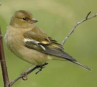 Eurasian Chaffinch