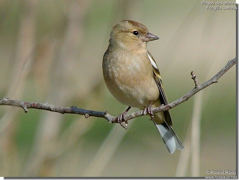 Common Chaffinch female adult post breeding