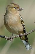 Eurasian Chaffinch