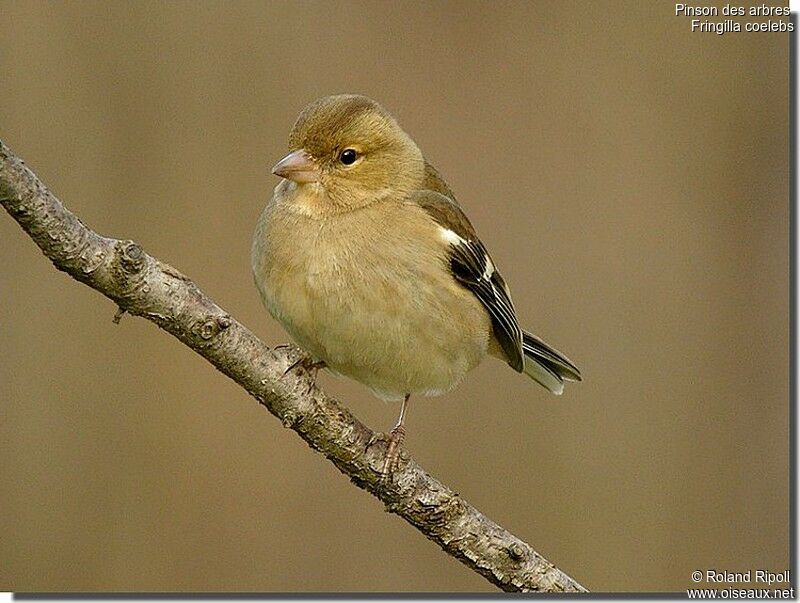 Eurasian Chaffinch female adult post breeding