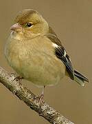 Eurasian Chaffinch