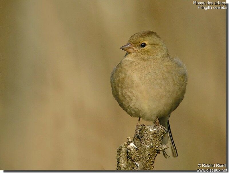 Common Chaffinch female adult post breeding