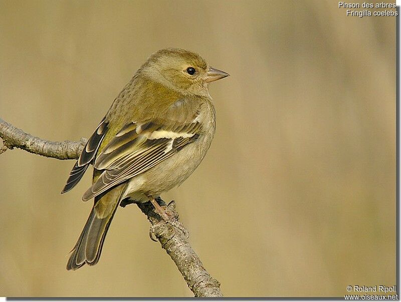 Pinson des arbres femelle adulte internuptial, identification