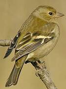 Eurasian Chaffinch