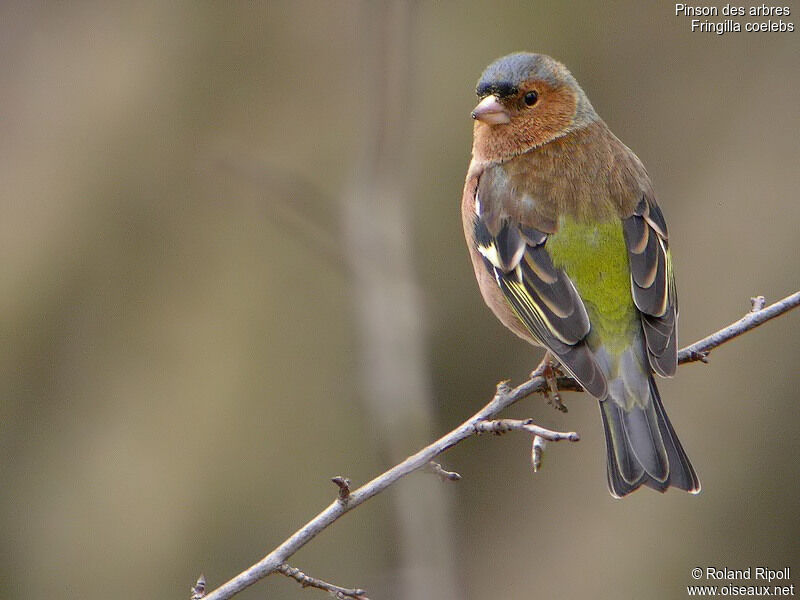 Common Chaffinch male