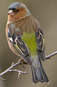 Eurasian Chaffinch