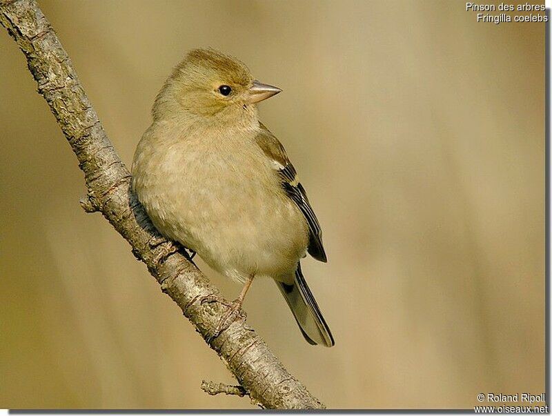 Common Chaffinch female adult post breeding