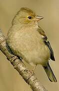 Common Chaffinch