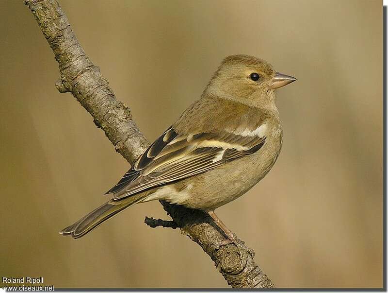 Common Chaffinch female adult post breeding, identification