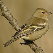 Eurasian Chaffinch