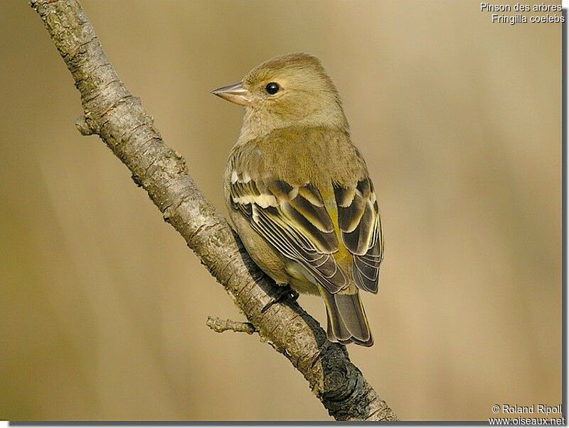 Common Chaffinch female adult post breeding