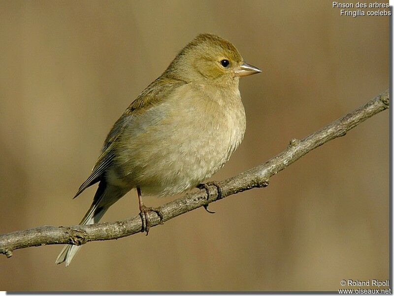 Common Chaffinch female adult post breeding