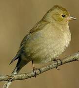 Eurasian Chaffinch