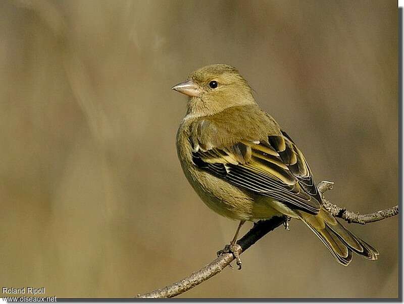 Common Chaffinch female adult post breeding, identification