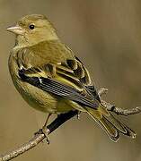 Eurasian Chaffinch