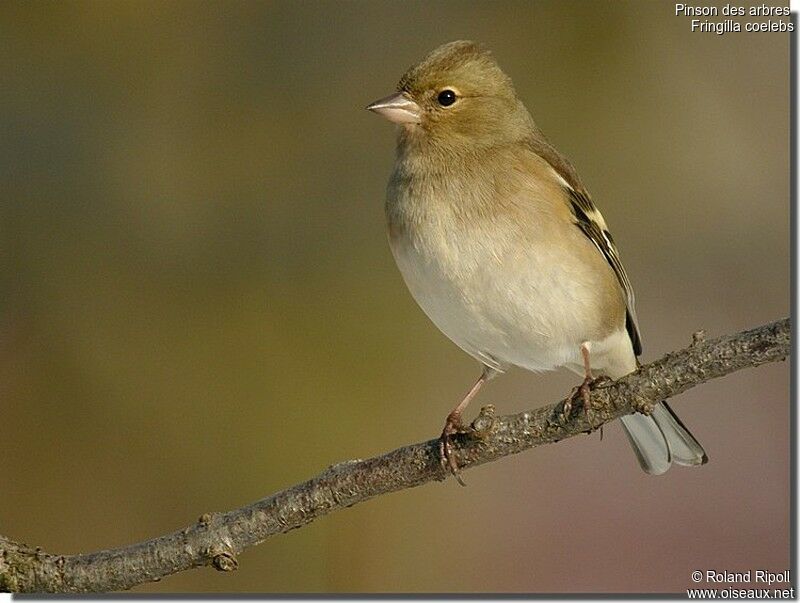 Eurasian Chaffinch female adult post breeding