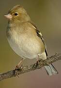 Eurasian Chaffinch