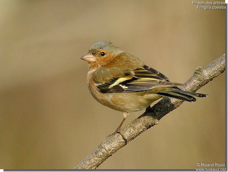 Common Chaffinch male adult post breeding