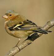 Eurasian Chaffinch