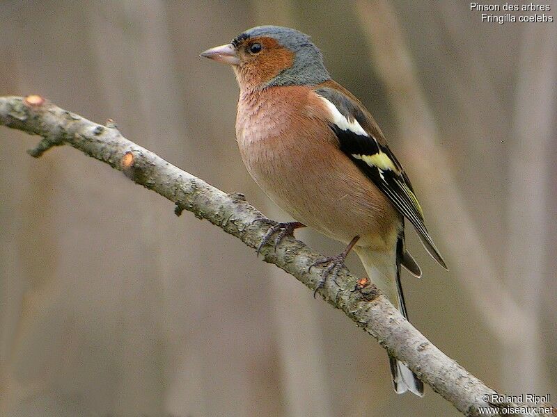 Common Chaffinch male