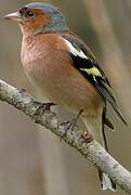 Eurasian Chaffinch