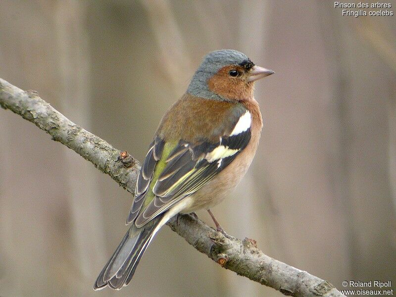 Common Chaffinch male adult post breeding