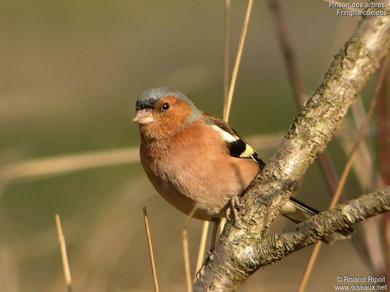 Common Chaffinch male adult post breeding