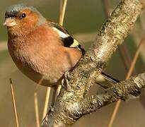 Eurasian Chaffinch