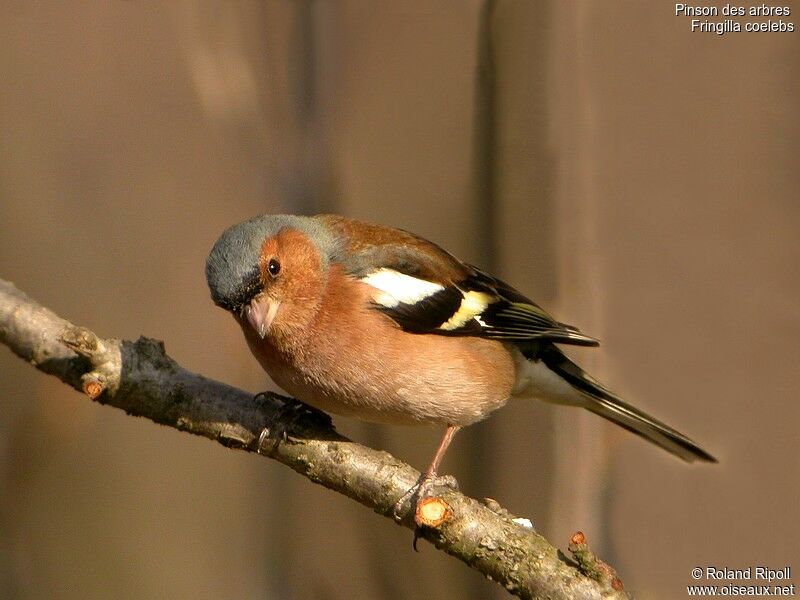 Common Chaffinch male adult post breeding