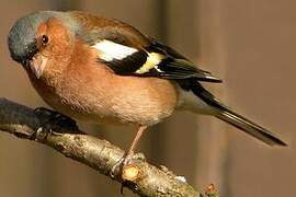 Common Chaffinch