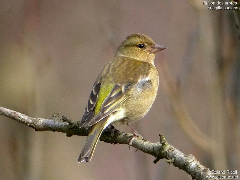 Common Chaffinch female adult post breeding