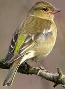 Common Chaffinch